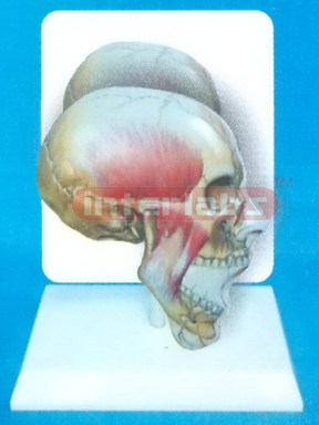 DESK-TYPE, HUMAN FACE DISTRIBUTION MODEL WITH MAIN ARTERY WIDESCRIPTION PLATE